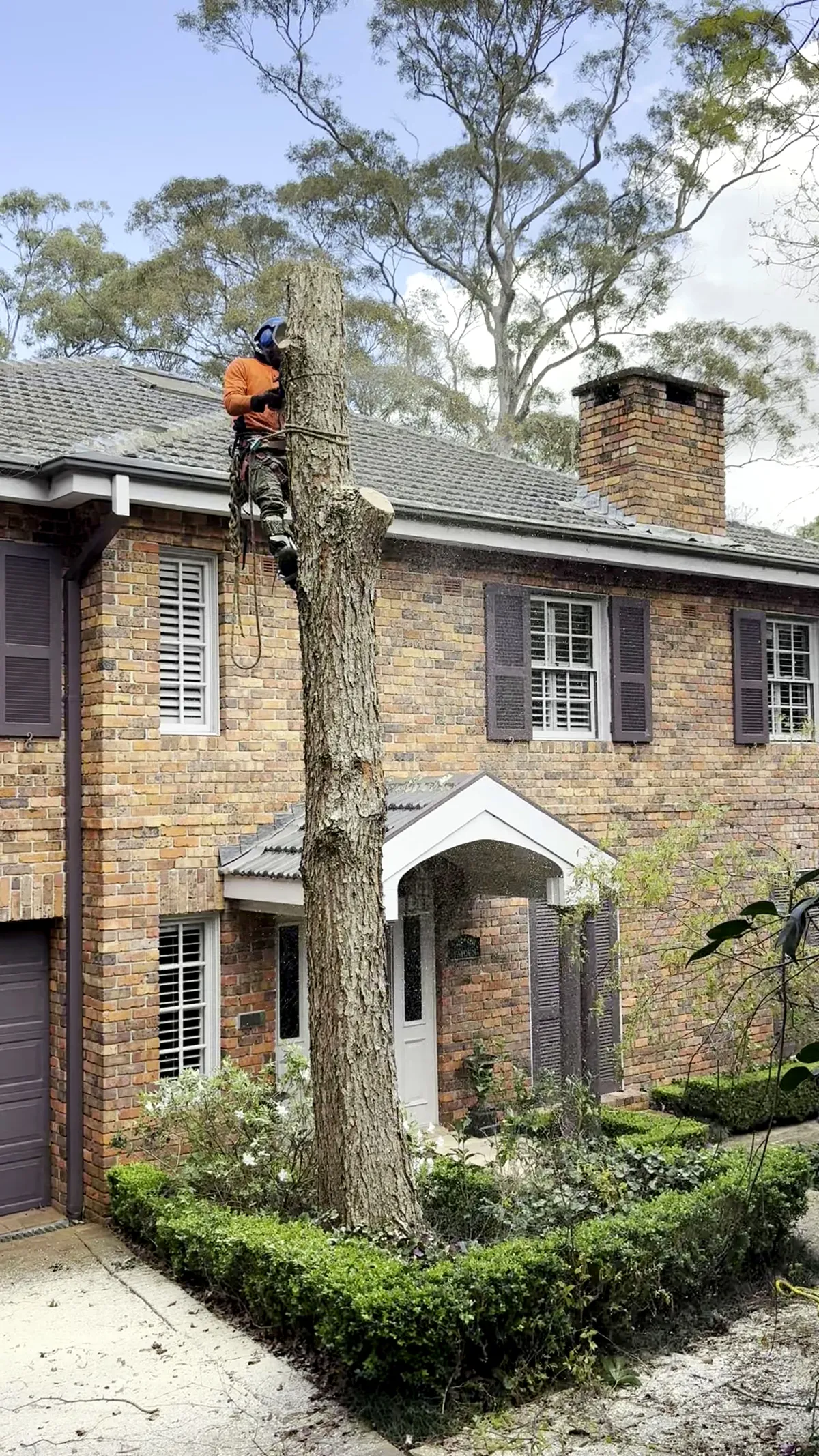 Climber spiked into a trunk taking it down in sections beside a two storey brick house