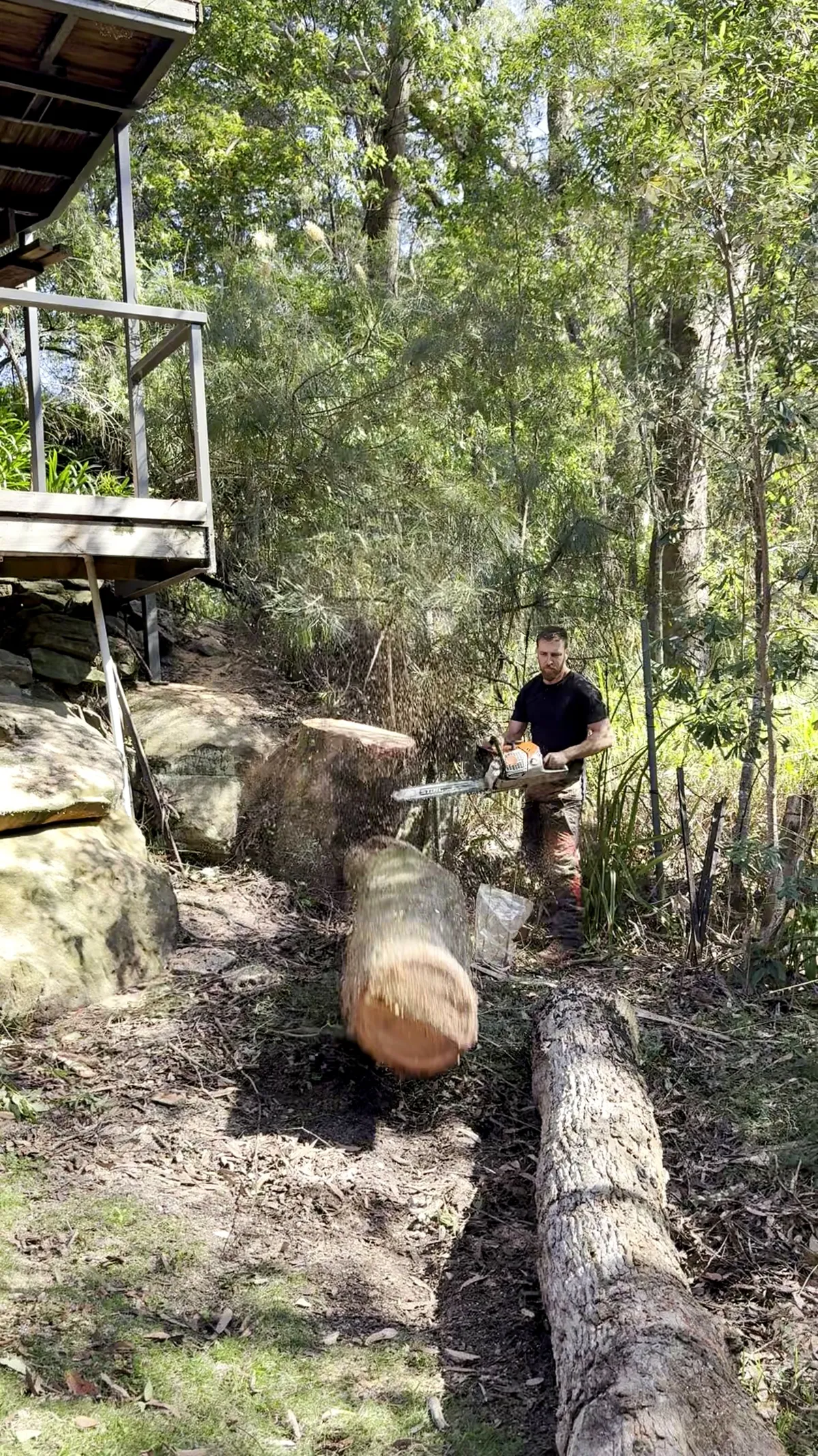Trunk down on the ground and cut into rounds with a chainsaw