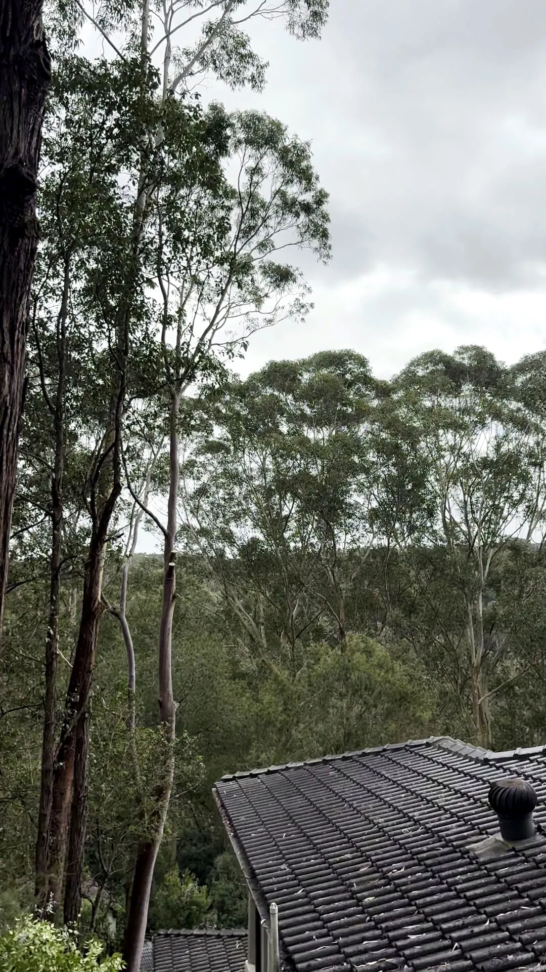 Tall trees leaning over a dark tiled roof before any work starts