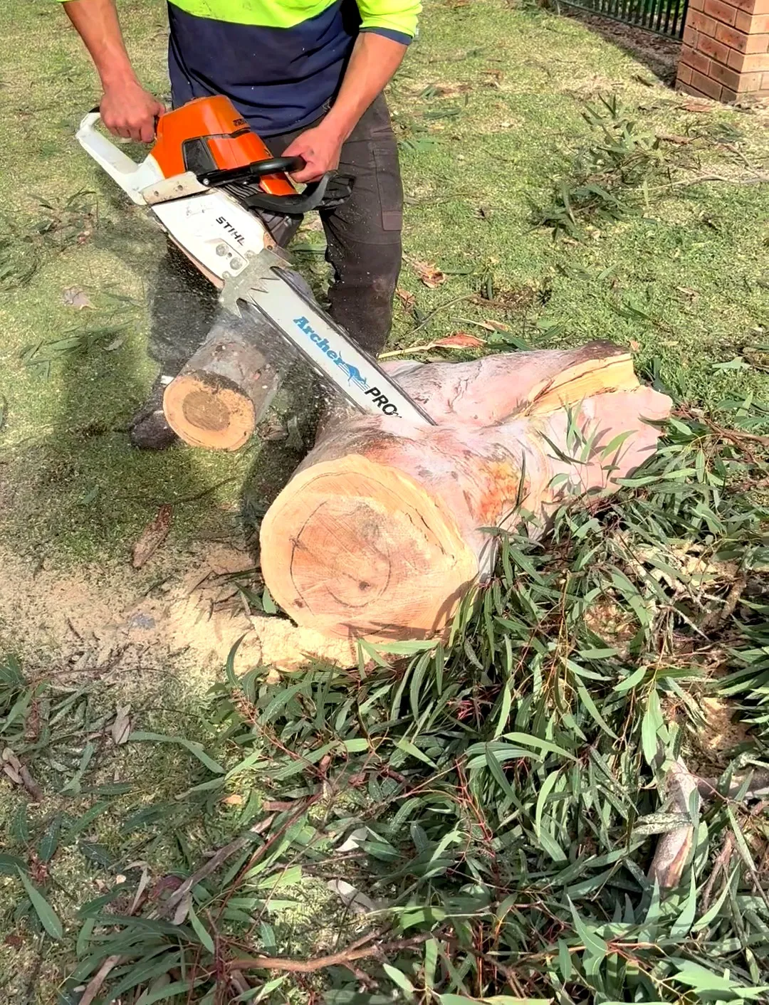 Chainsaw cutting a felled trunk down into rounds