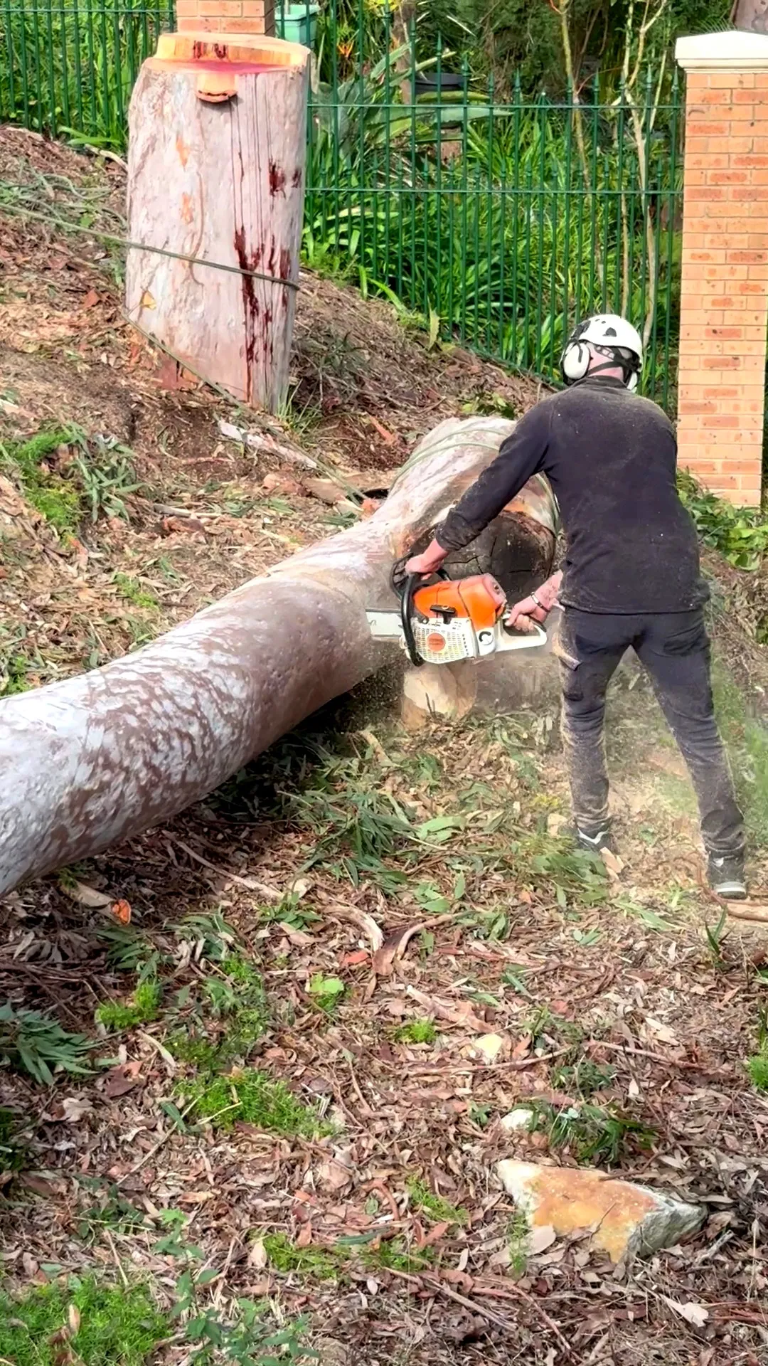 Sectioning a felled trunk on the ground beside a brick retaining wall