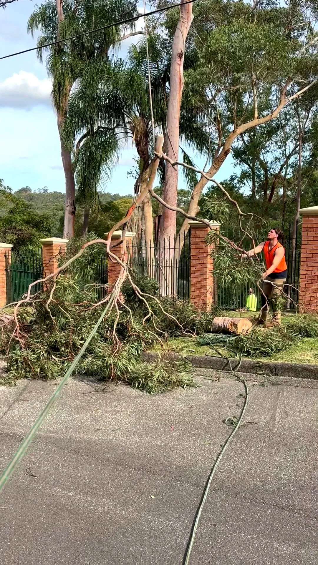 Cut limb dragged clear of the driveway
