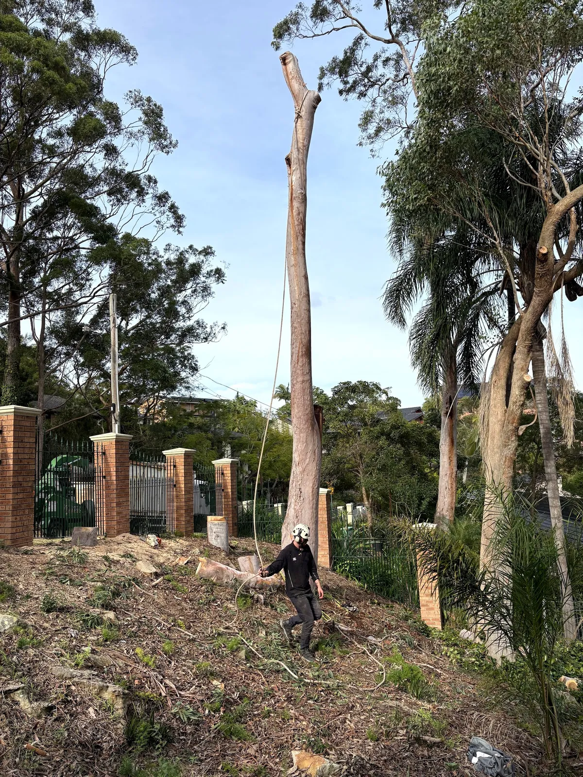 Stripped trunk ready to come down on a sloping block