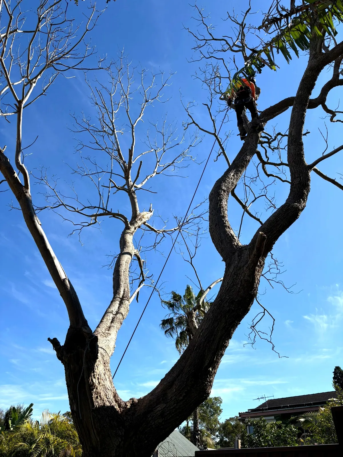 Dead tree taken apart limb by limb