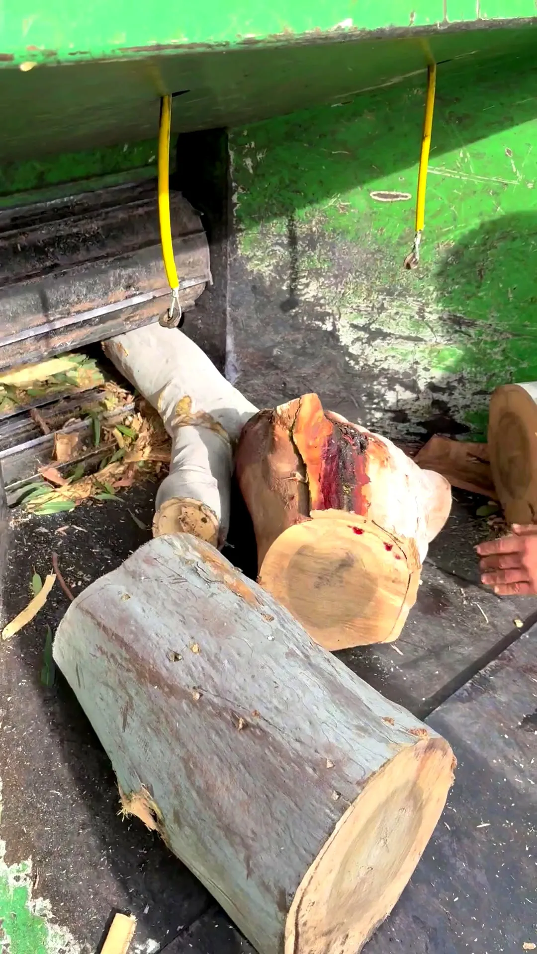 Trunk cut into rounds and stacked for removal