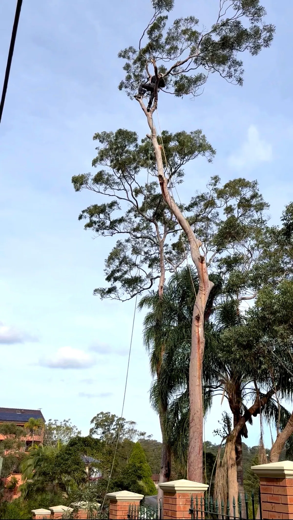 Climber roped into the top of the tree, taking it down in sections