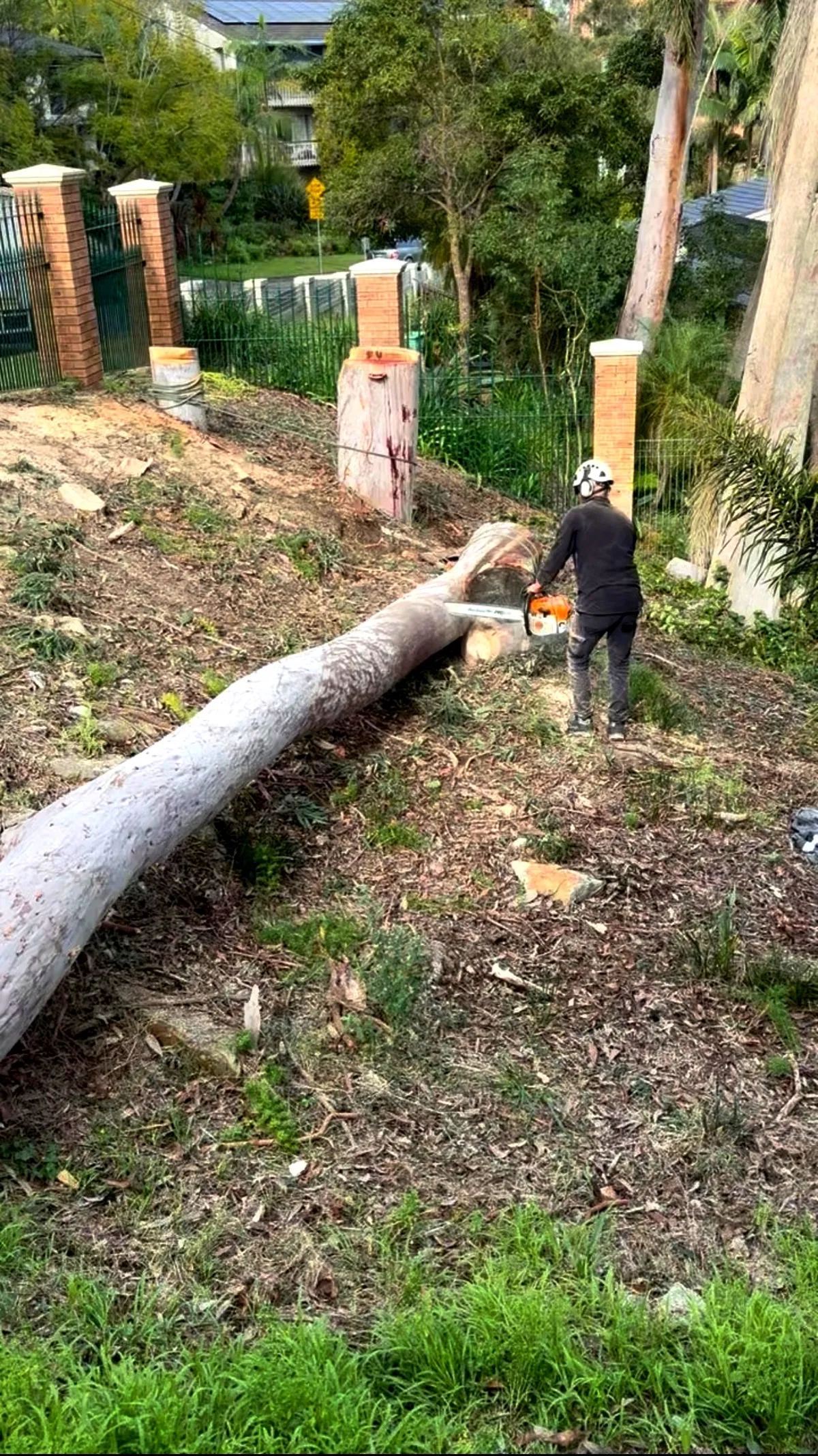 The same block after, trunk on the ground and the stump cut flush