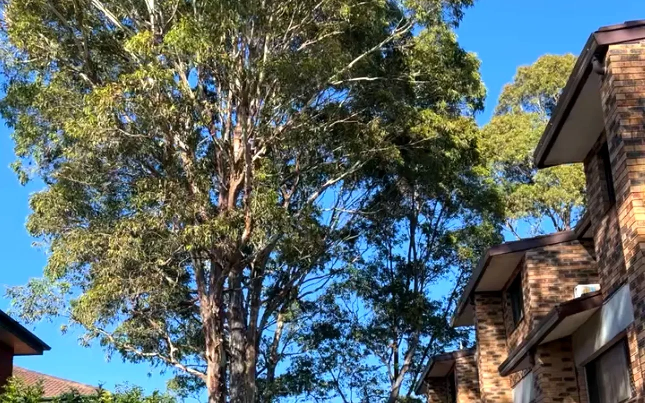 Canopy hanging low over the driveway before the crown lift