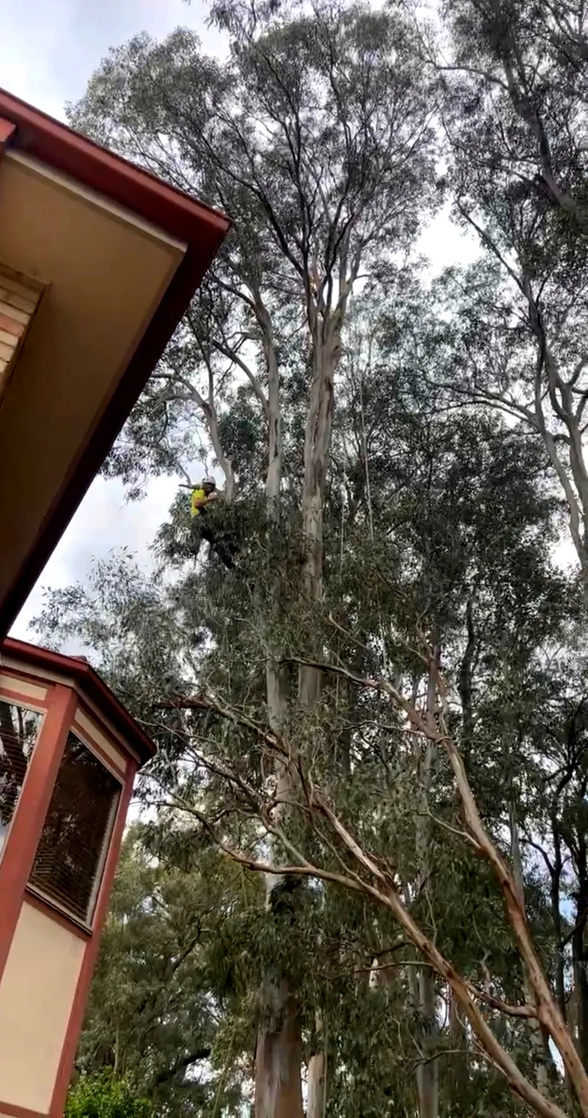 Climber up the gum beside the house, taking the height and spread back